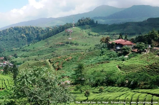 Agro Gunung Mas, perkebunan teh hijau