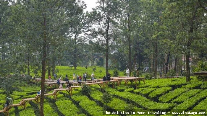 Agro Gunung Mas: perkebunan teh hijau