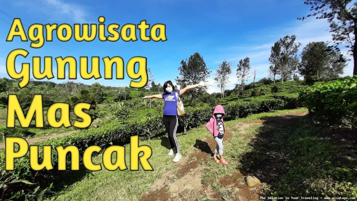 Agro Gunung Mas: perkebunan teh segar