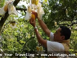 Agrowisata Karangsari, pemandangan kebun yang asri