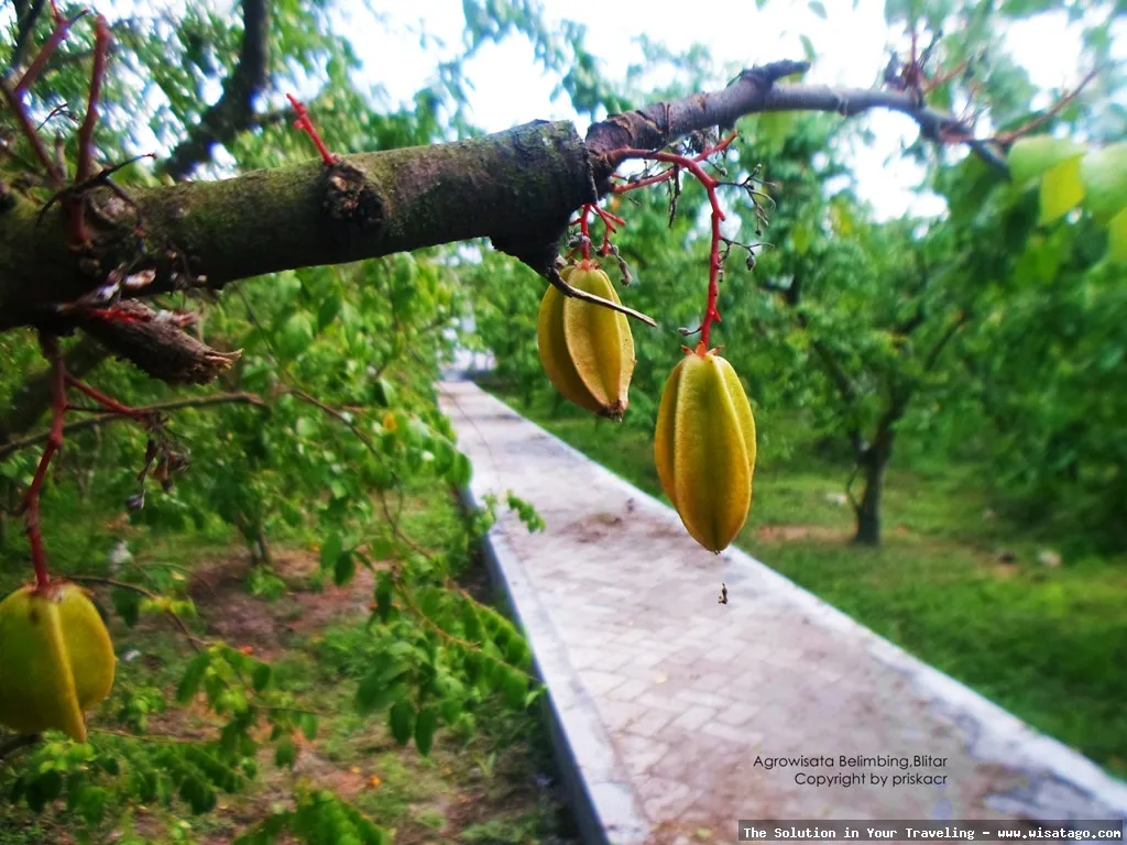 Agrowisata Karangsari, keindahan alam memukau