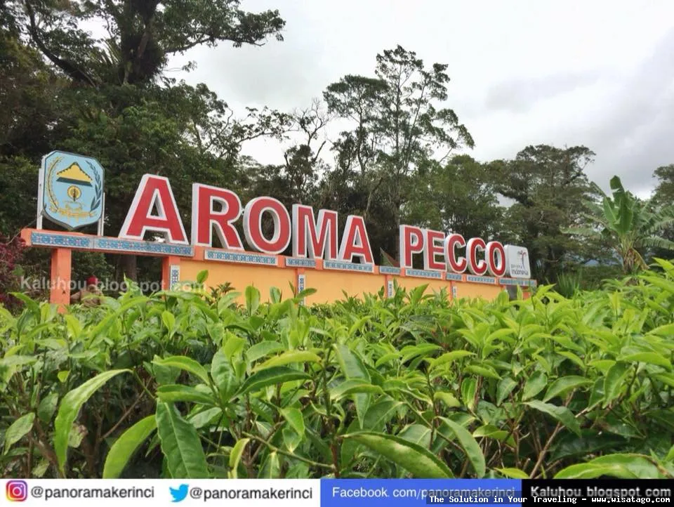 Aroma Pecco: keharuman teh yang khas