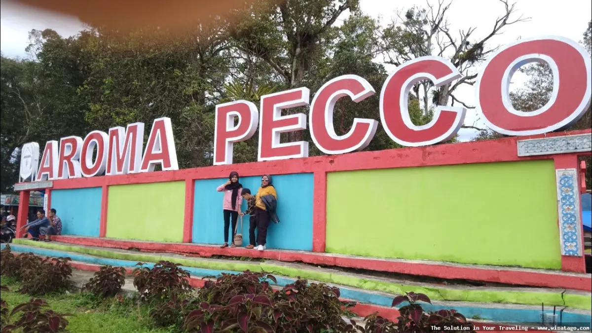 Aroma Pecco: Kenikmatan teh berkualitas