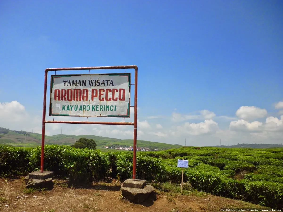 Aroma Pecco: keharuman teh yang khas