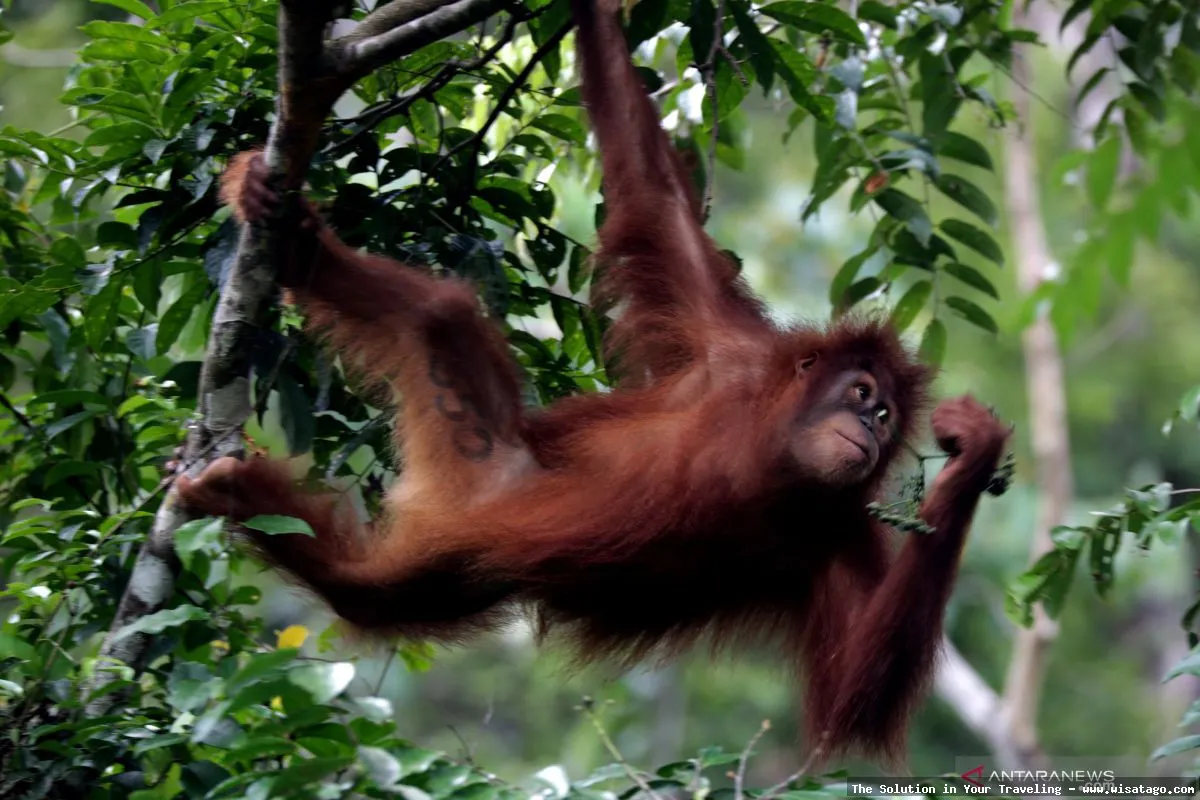 Cagar Alam Jantho, hutan yang lestari