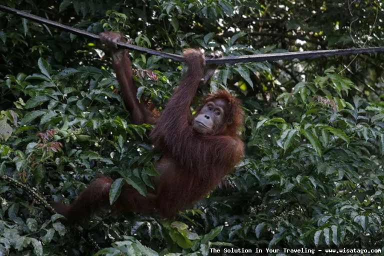 Cagar Alam Jantho, hutan konservasi Aceh