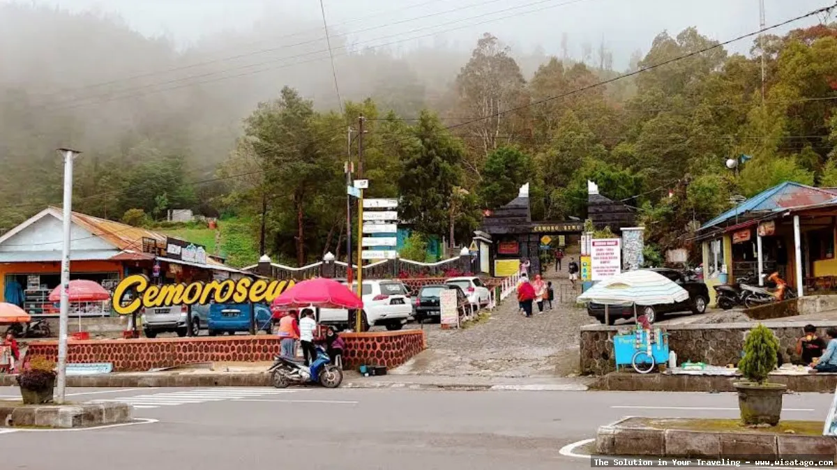 Cemoro Sewu, hutan pinus mempesona