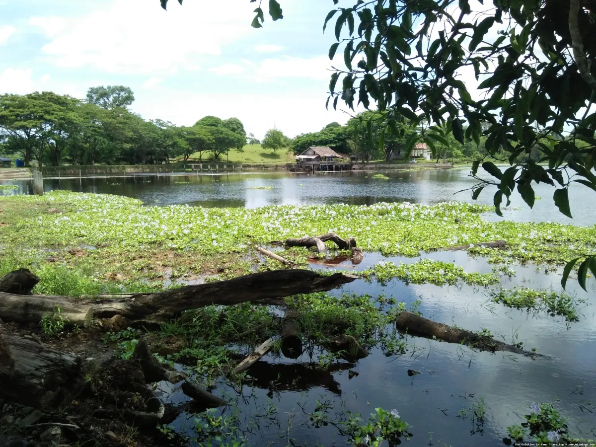Danau Geunang Guedong: Tips, Harga Tiket, Kuliner, Lokasi, Fasilitas dan Spot Danau Geunang Guedong: Tips, Harga Tiket, Kuliner, Lokasi, Fasilitas dan Spot