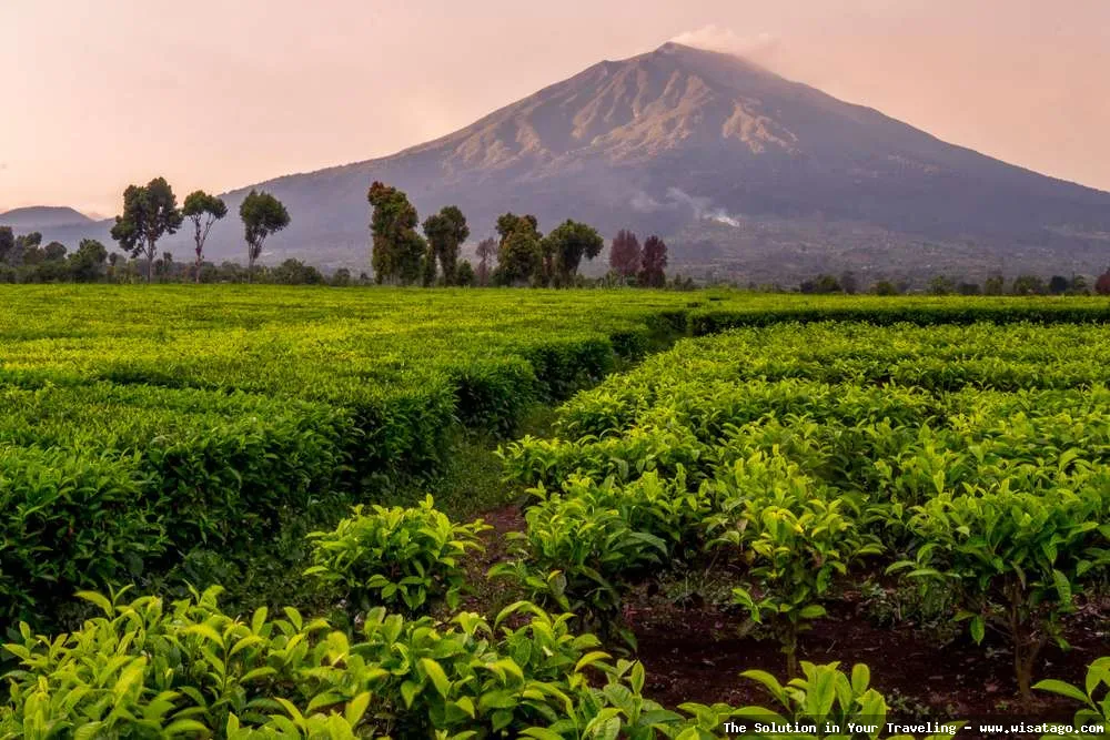 DESA BANDAN BIKISBEBATU KEBUN yang asri