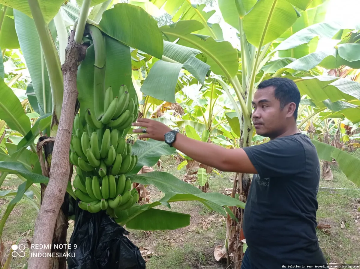 DESA BANDAN BIKISBEBATU KEBUN yang asri