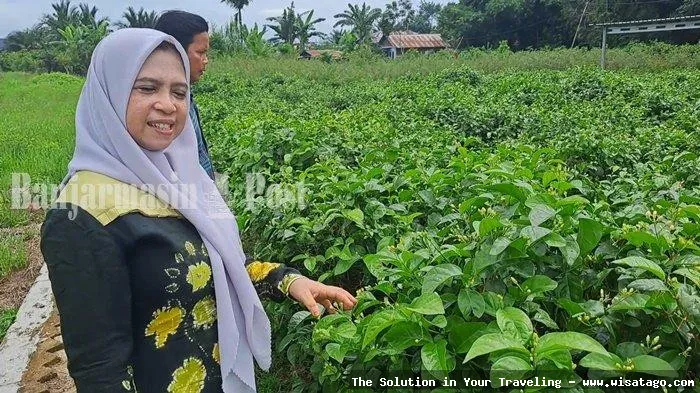 DESA BANDAN BIKISBEBATU KEBUN yang asri