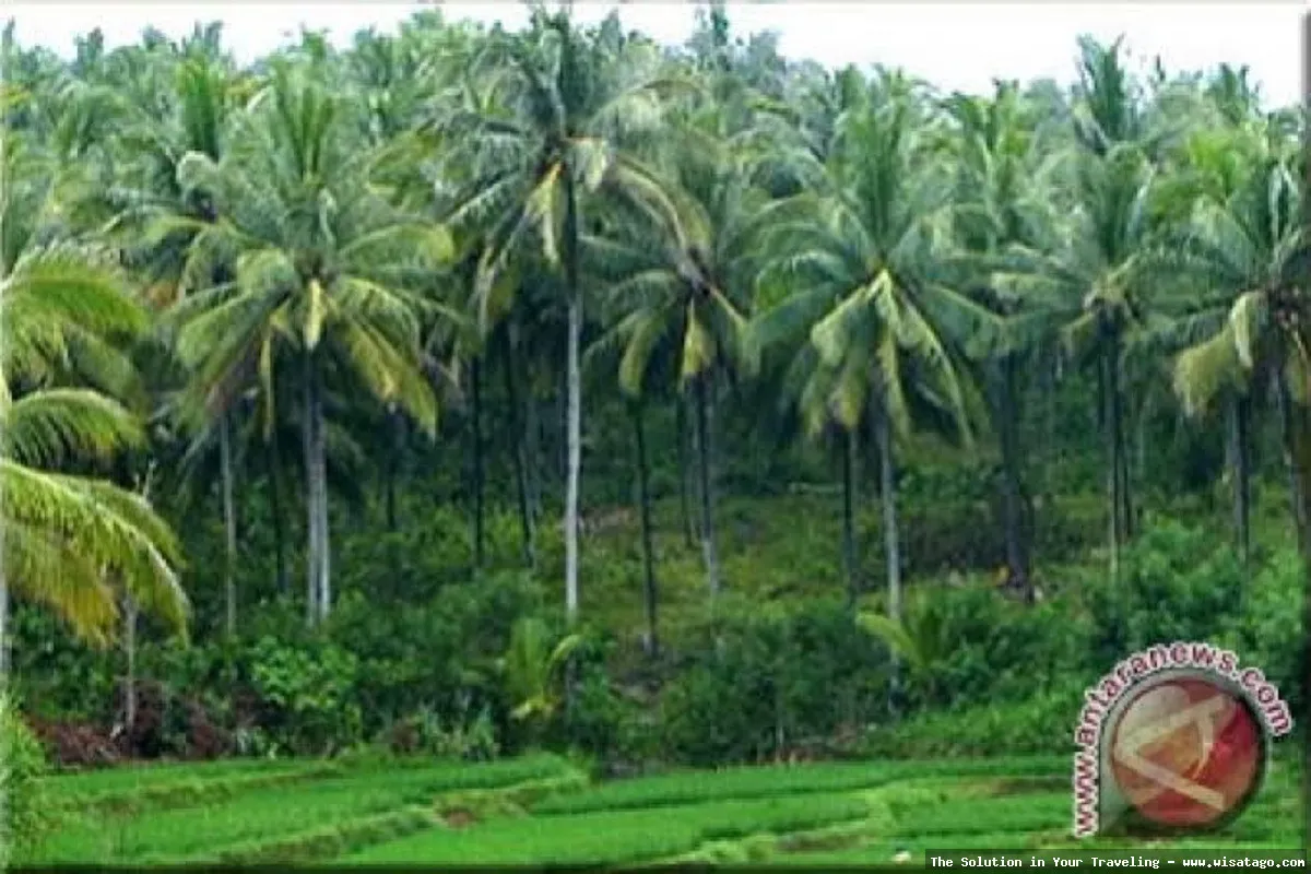 DESA BANDAN BIKISBEBATU KEBUN yang asri
