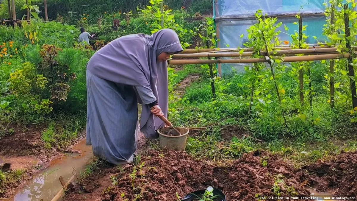 DESA BANDAN BIKISBEBATU KEBUN yang asri
