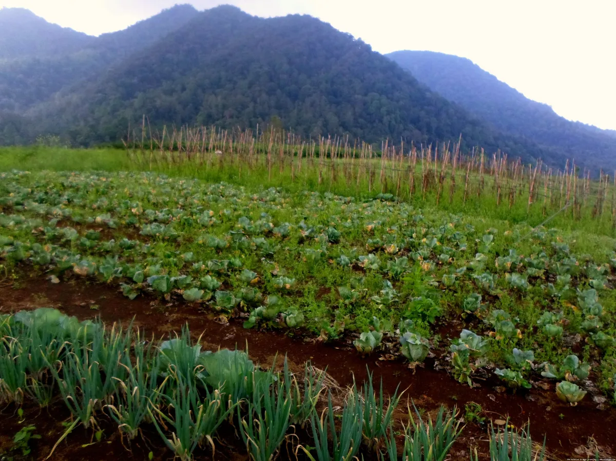 DESA BANDAN BIKISBEBATU KEBUN yang asri