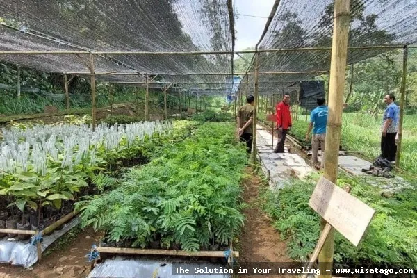 DESA BANDAN BIKISBEBATU KEBUN yang asri
