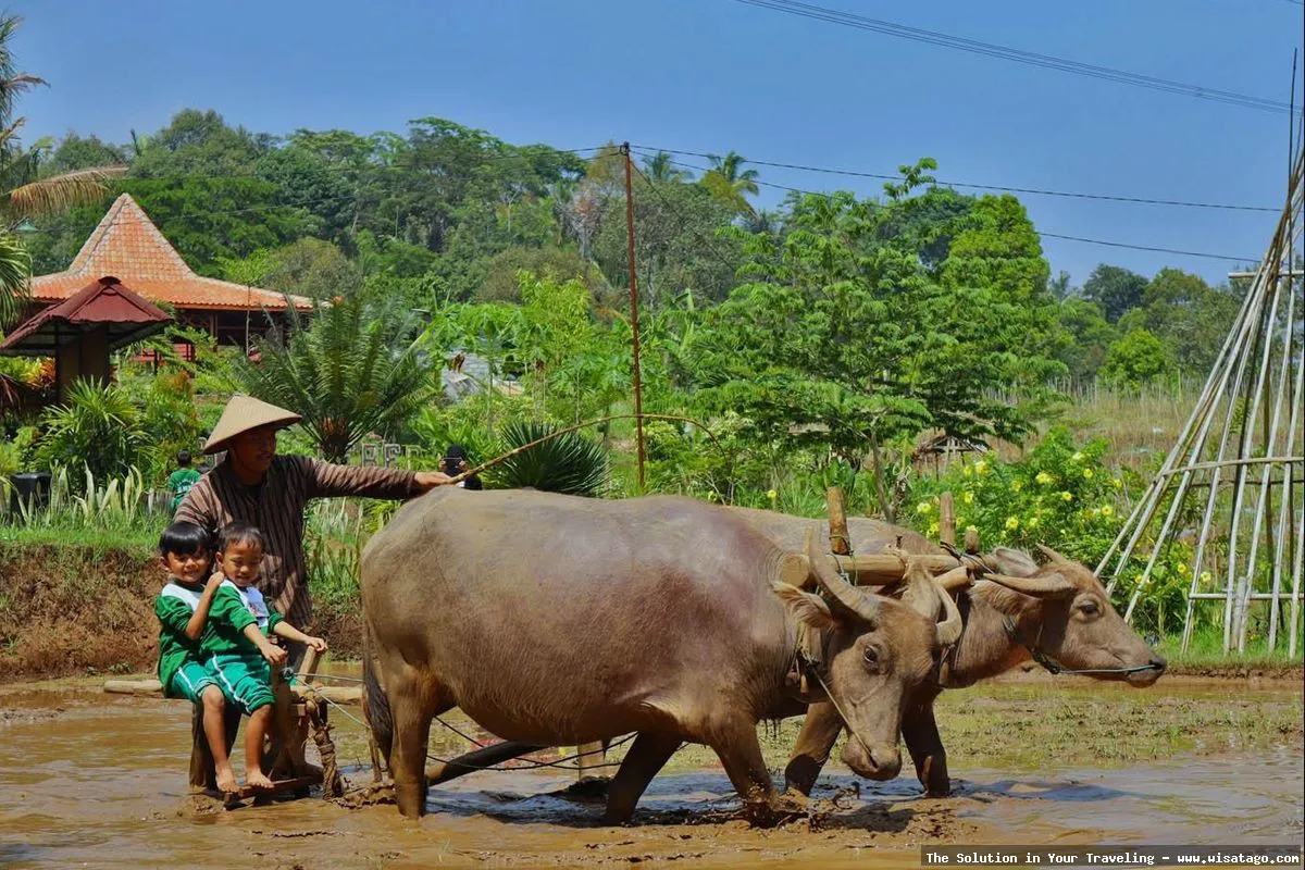 Desa Wisata Lerep: keindahan alam pedesaan