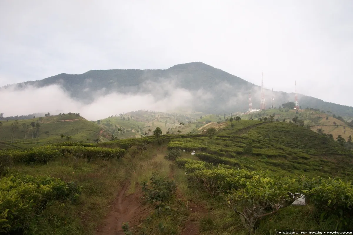 Gunung Cikuray, puncak berkabut menantang