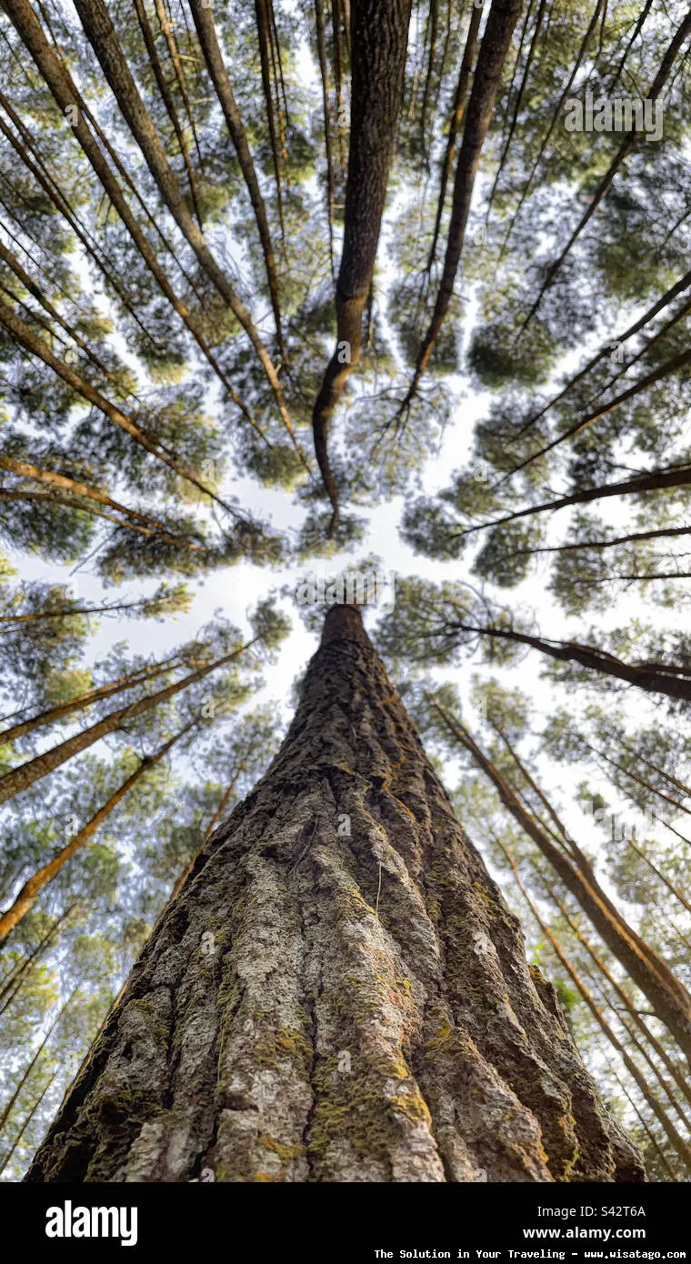 Hutan Pinus Mangunan, pemandangan yang indah