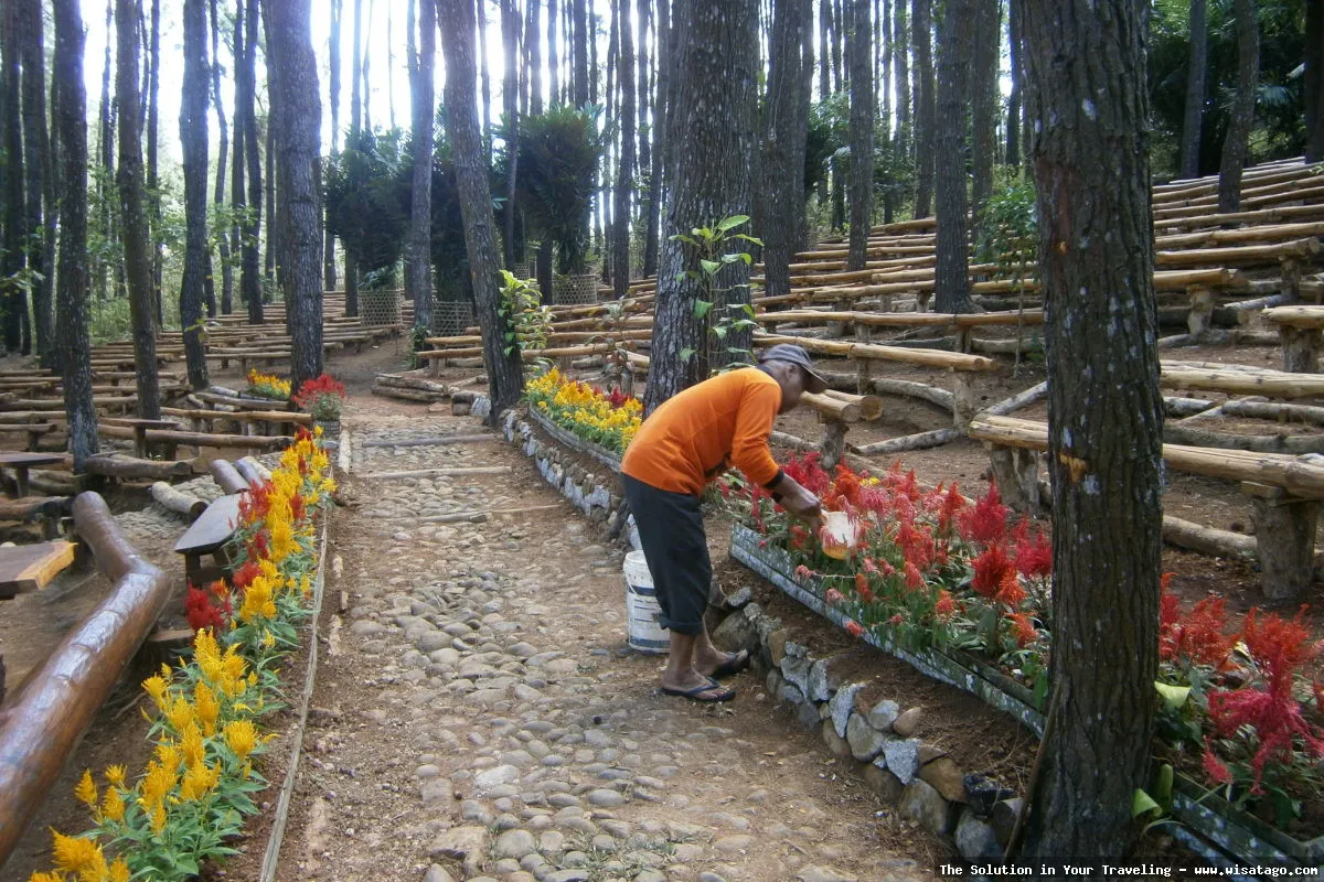 Hutan Pinus Mangunan yang menawan.