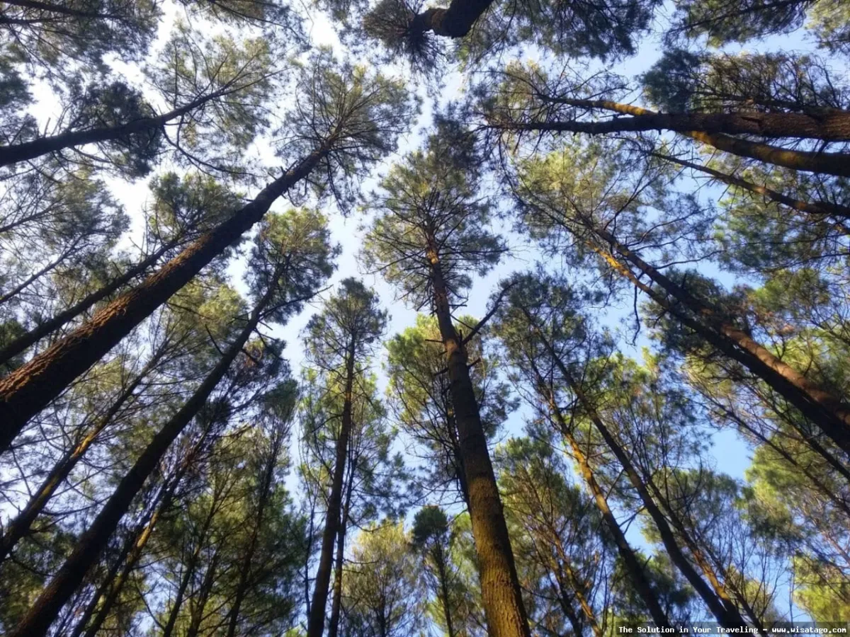 Hutan Pinus Mangunan, pemandangan indah.