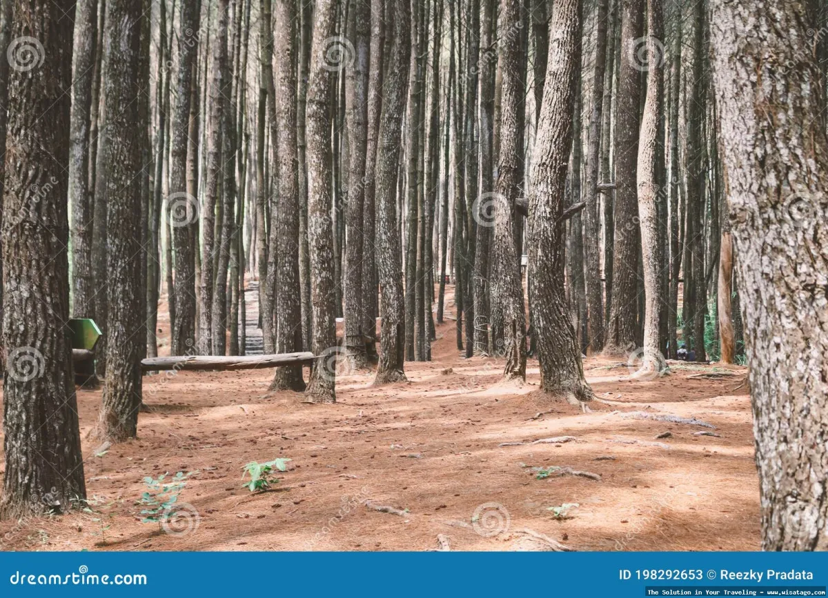 Hutan Pinus Mangunan yang menawan.