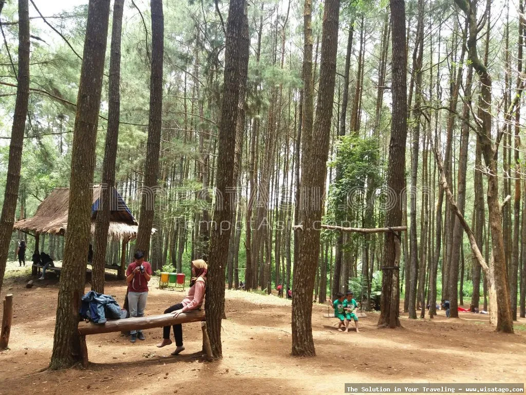 Hutan Pinus Mangunan, pemandangan indah.