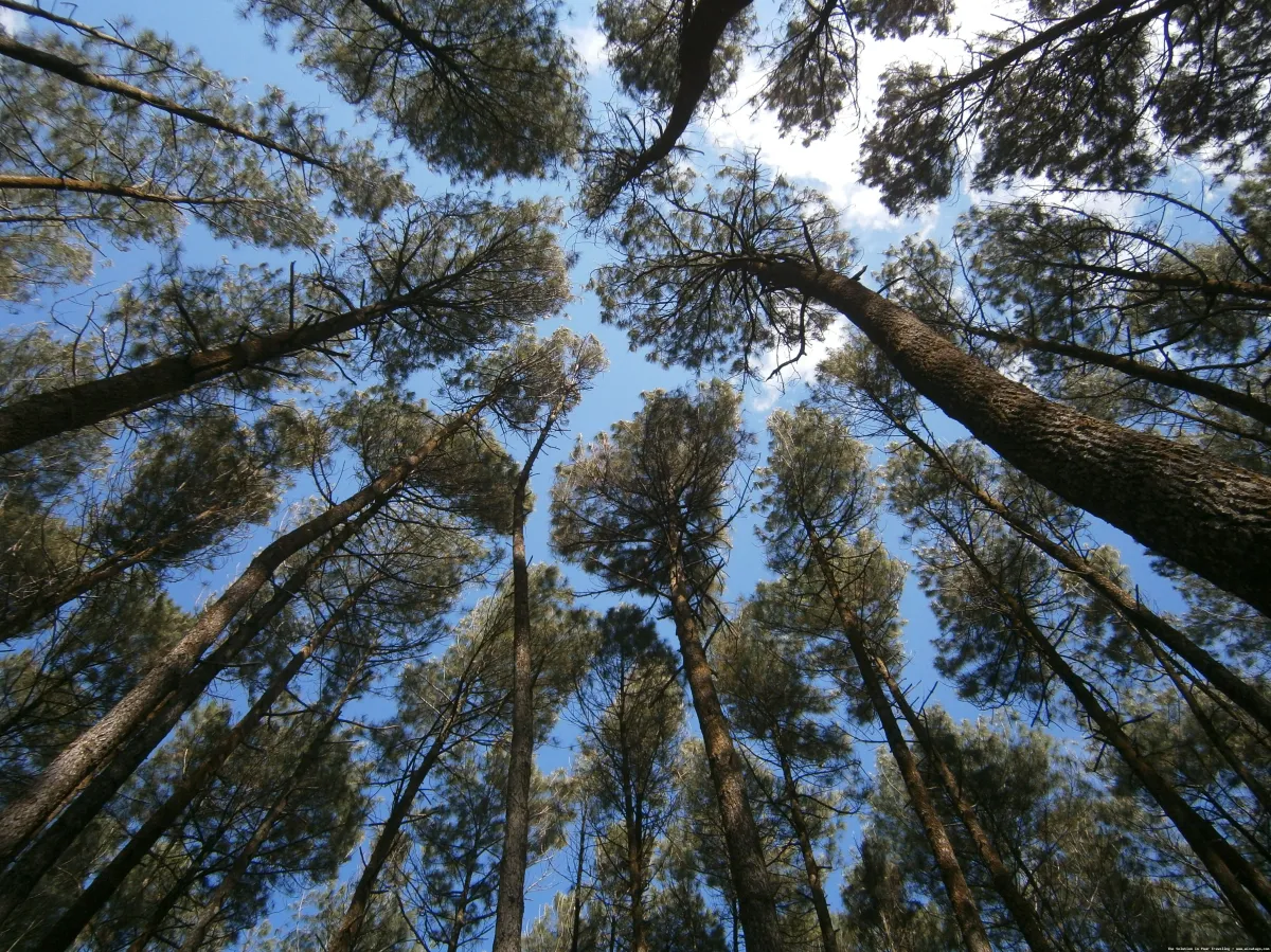Hutan Pinus Mangunan, pemandangan asri.