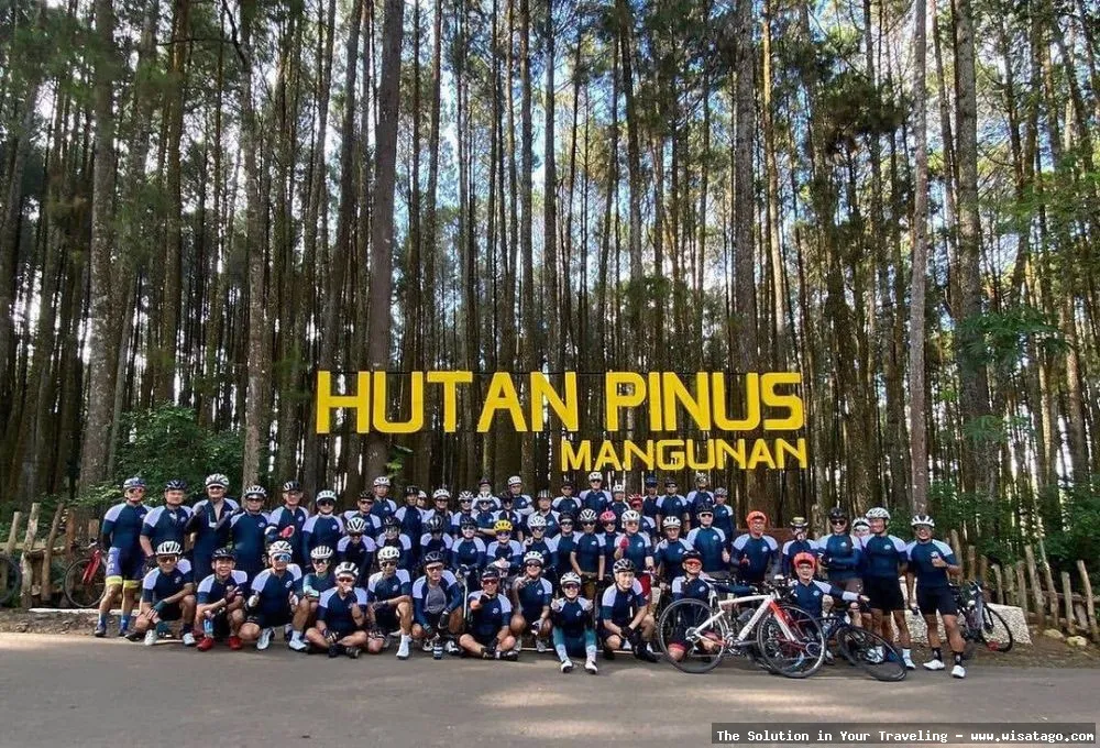 Hutan Pinus Mangunan, pemandangan alam indah.