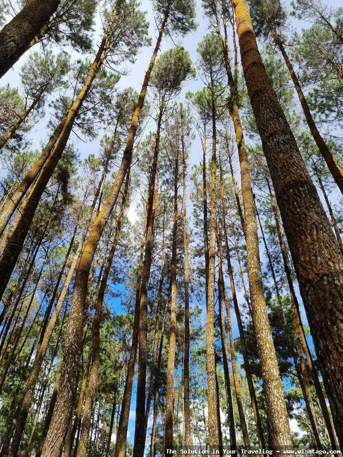 Hutan Pinus Mangunan, pemandangan alam indah.