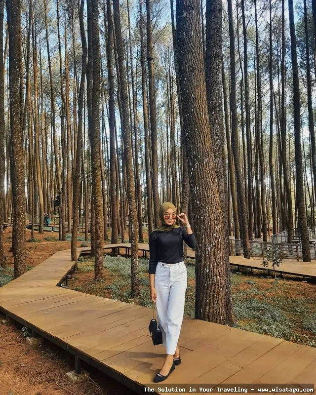 Hutan Pinus Mangunan yang menawan.