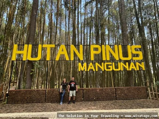 Hutan Pinus Mangunan, pemandangan alam indah.