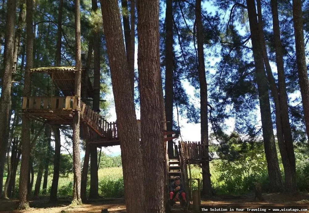 Hutan Pinus Sanggaran Agung yang menawan