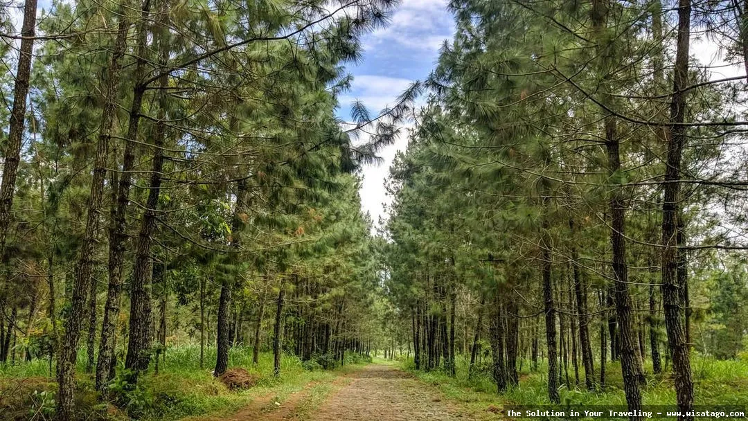 Hutan Pinus Sanggaran Agung yang mempesona