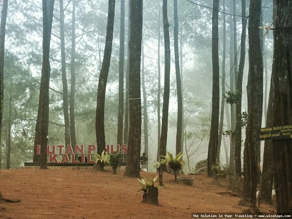 Hutan Pinus Sanggaran Agung yang mempesona