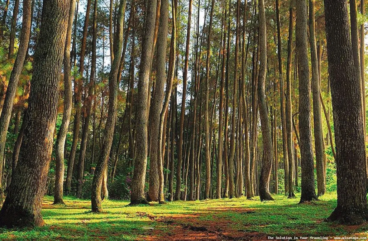 Hutan Pinus Sanggaran Agung yang memukau