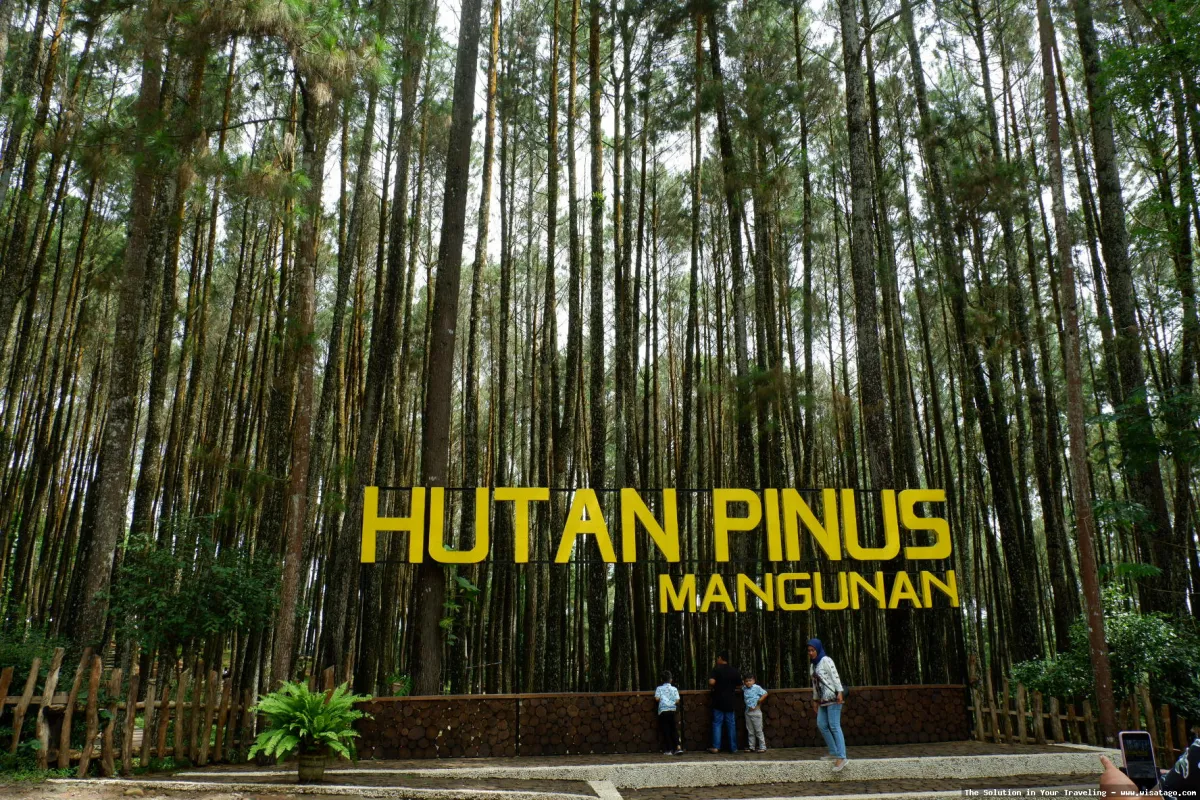 Hutan Pinus Sanggaran Agung yang mempesona