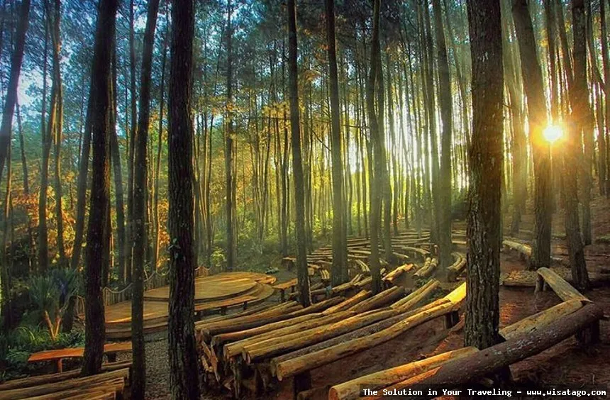 Hutan Pinus Sanggaran Agung yang mempesona