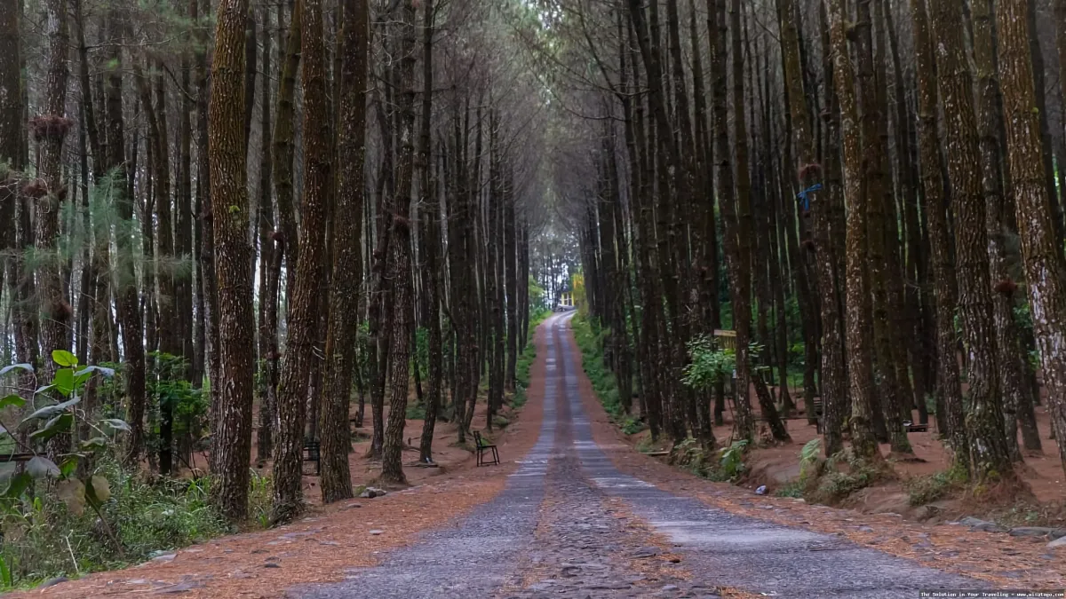 Hutan Pinus Sanggaran Agung yang menawan