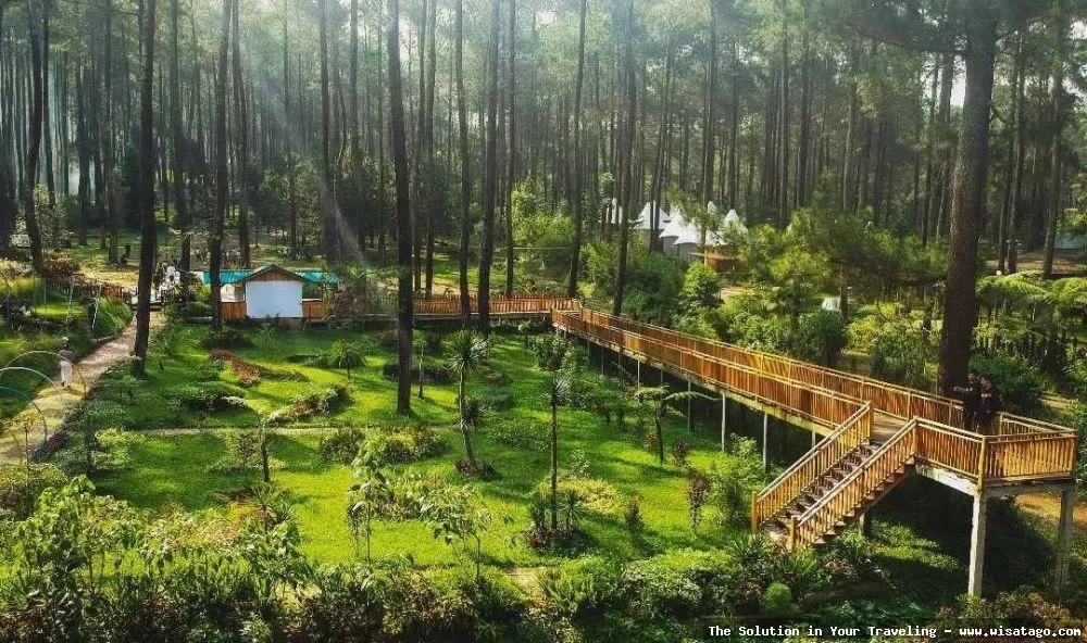 Hutan Pinus Sanggaran Agung nan indah