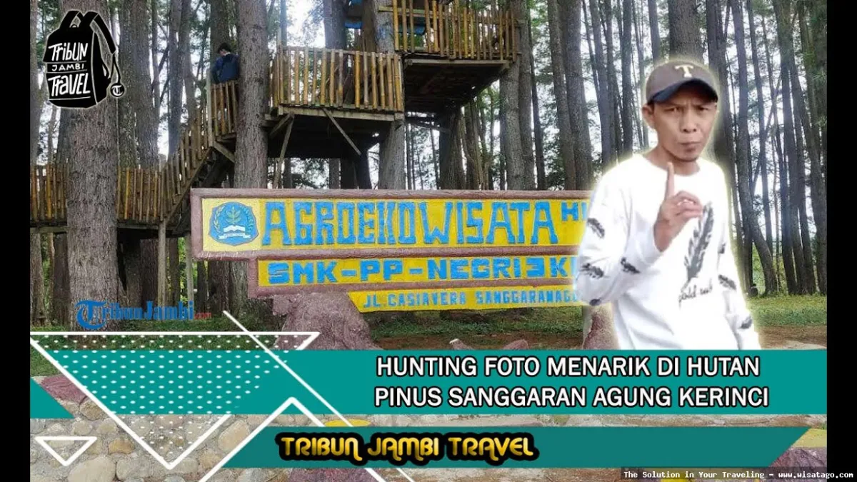 Hutan Pinus Sanggaran Agung yang menawan