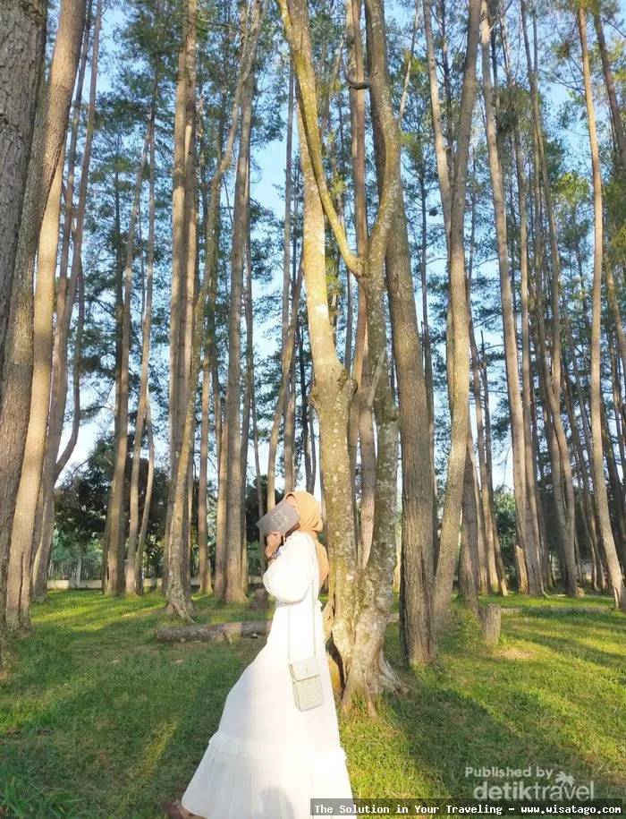 Hutan Pinus Sanggaran Agung yang mempesona