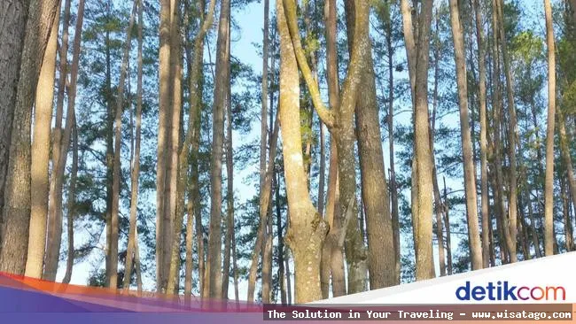 Hutan Pinus Sanggaran Agung yang memukau