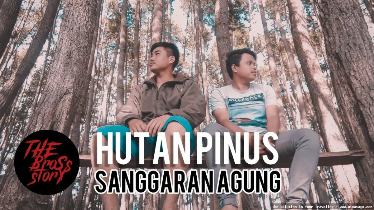 Hutan Pinus Sanggaran Agung yang menawan