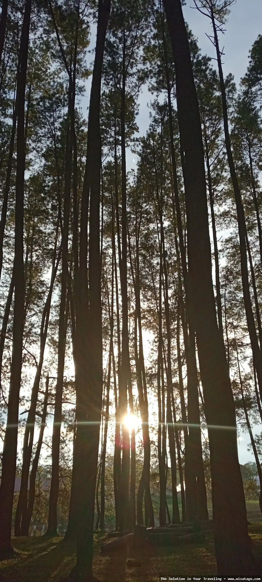 Hutan Pinus Sanggaran Agung yang menawan