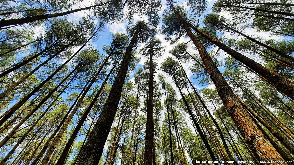 Hutan Pinus Sanggaran Agung yang menawan