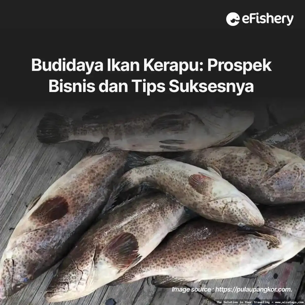 Jalur Sungai Kerapu yang menantang.