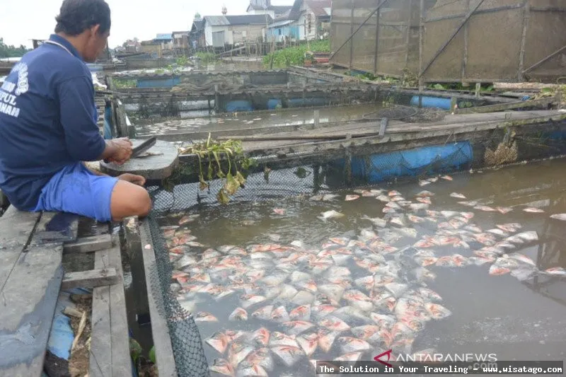 Jalur Tambak Sungai Jaya yang asri