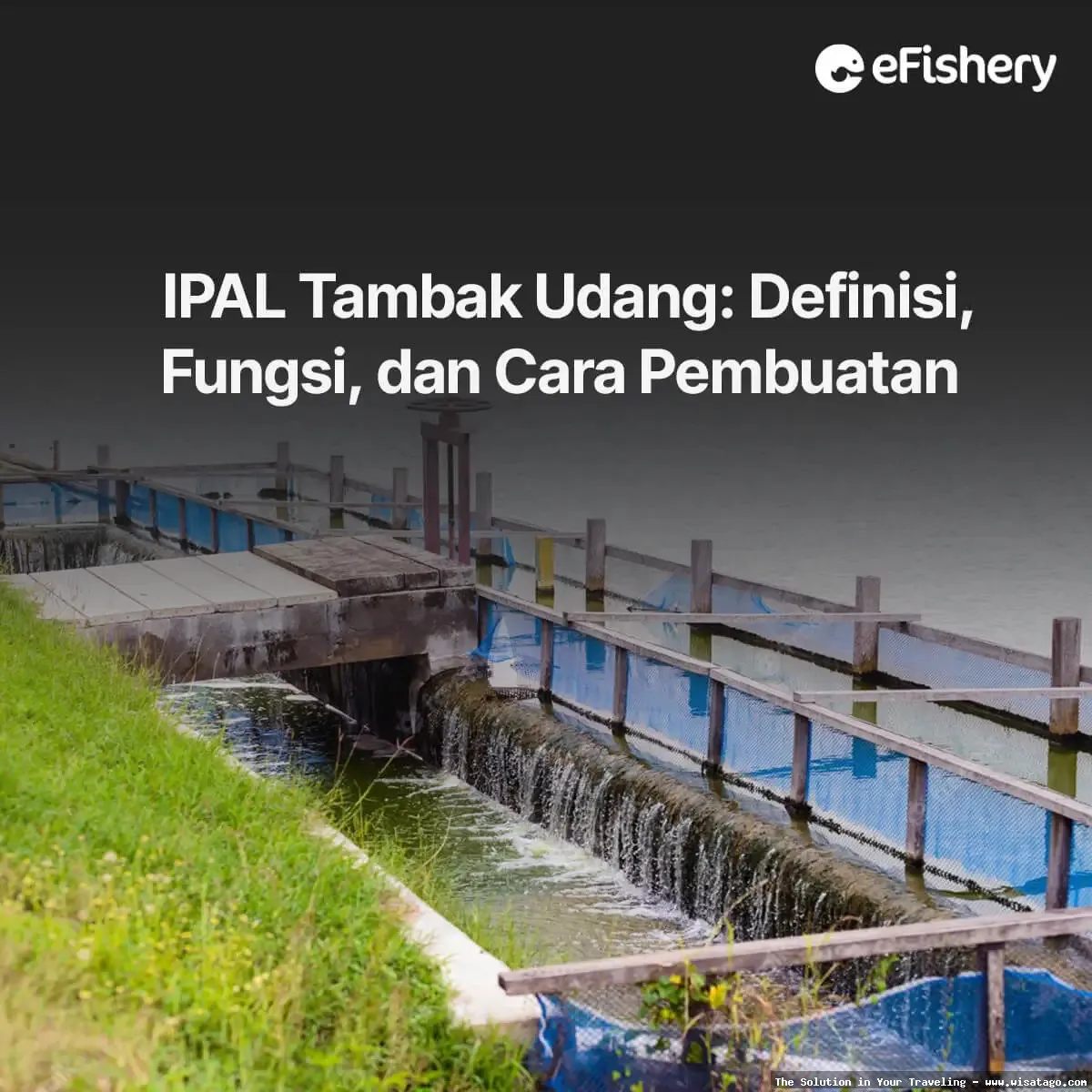 Jalur Tambak Sungai Jaya yang indah