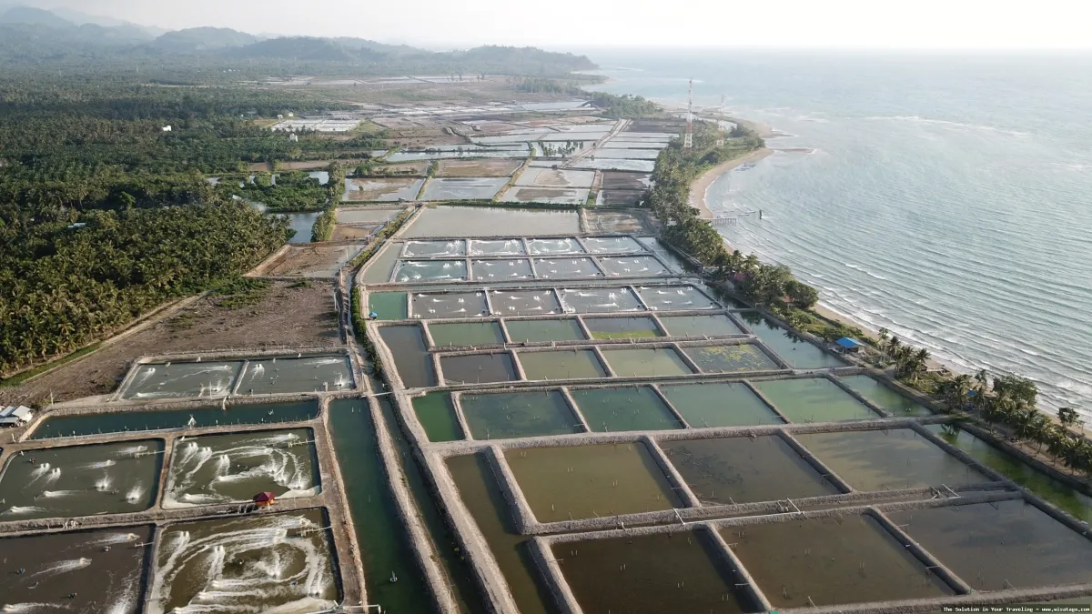 Jalur Tambak Sungai Jaya yang indah