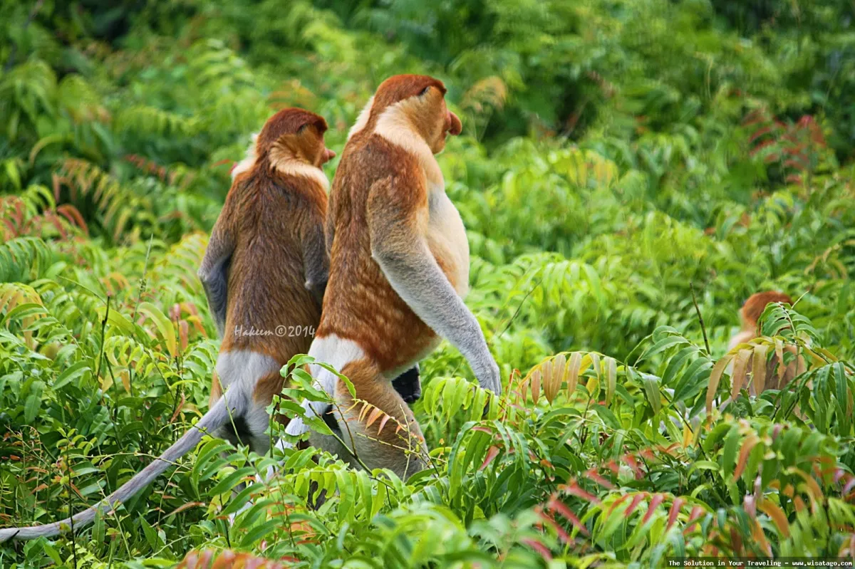 Kalimantan Utara: panorama alam yang memukau